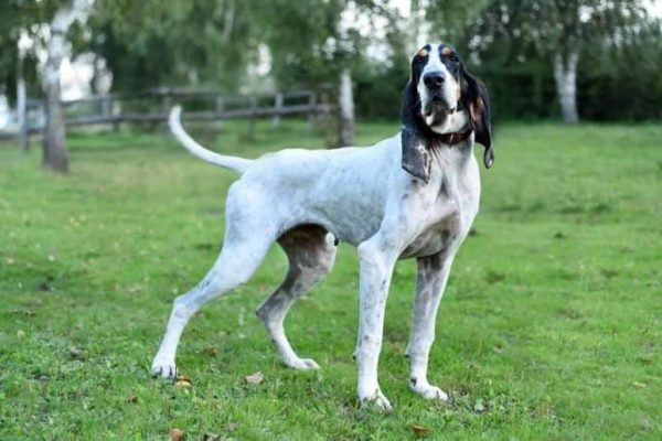 Grand Gascon Saintongeois