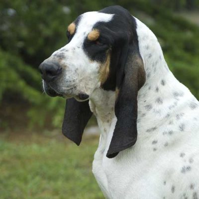 Grand Gascon Saintongeois