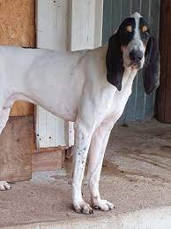 Grand Gascon Saintongeois