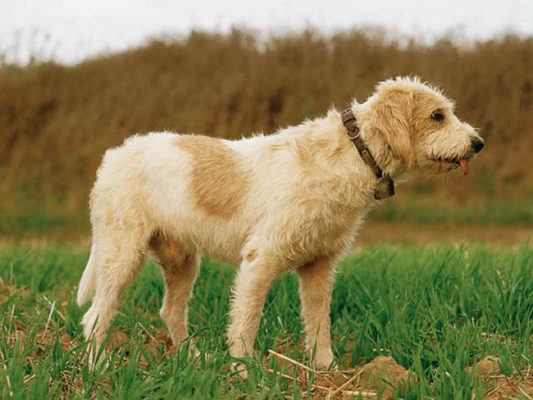 Grand Griffon Vendéen