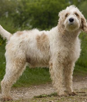 Grand Griffon Vendéen