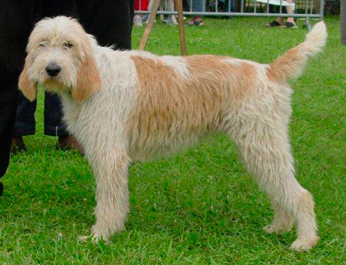 Grand Griffon Vendéen