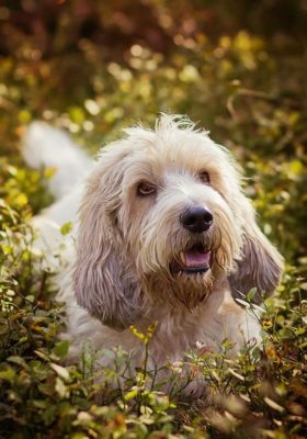 Grand Griffon Vendéen