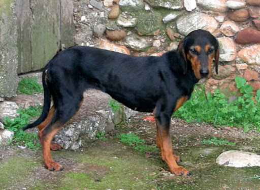 Еллінський Гончак