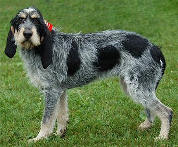 Griffon Bleu de Gascogne