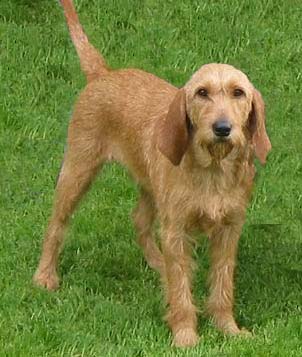 Griffon Fauve de Bretagne