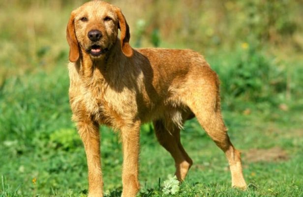Griffon Fauve de Bretagne