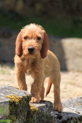 Griffon Fauve de Bretagne