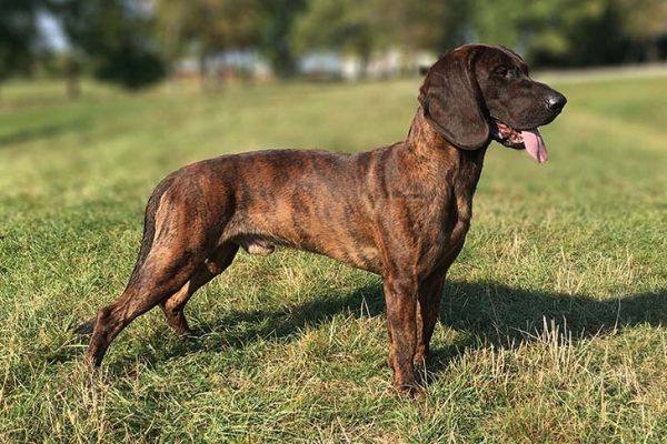 Hanover Hound