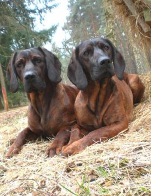 Hanover Hound