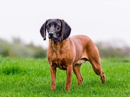 Hanover Hound