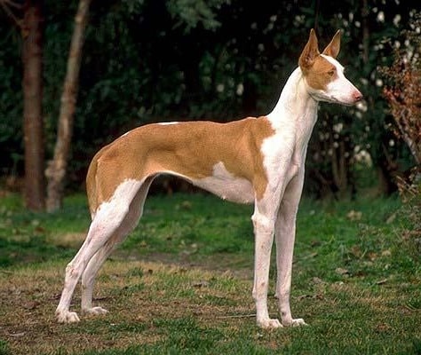 Поденко Ібіценко