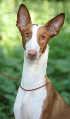 Ibizan Hound