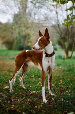 Ibizan Hound