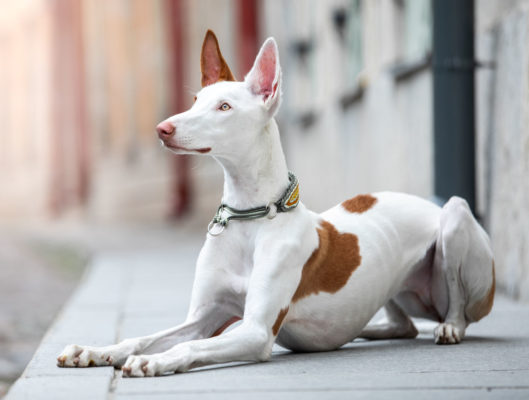 Ibizan Hound