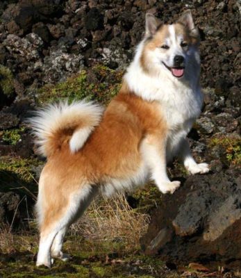 Icelandic Sheepdog
