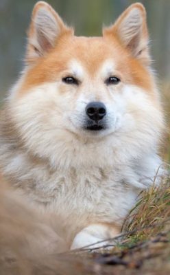 Icelandic Sheepdog