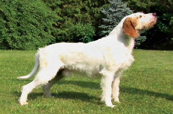 Істрійський Жорсткошерстий Гончак