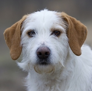 Istrian Coarse-haired Hound