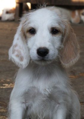 Istrian Coarse-haired Hound