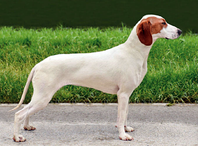 Істрійський Короткошерстий Гончак