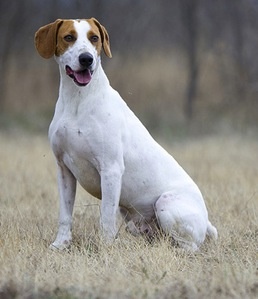 Istrian Short-haired Hound
