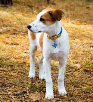Istrian Short-haired Hound