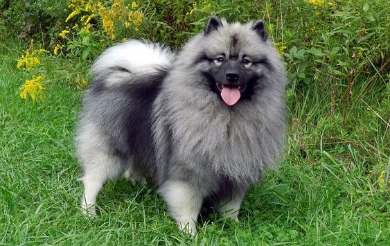 Keeshond