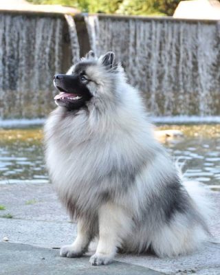 Keeshond