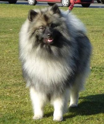 Keeshond