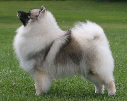Keeshond