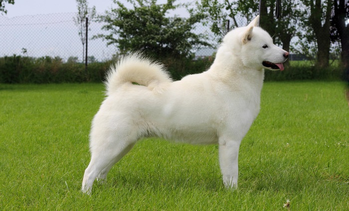 Kishu