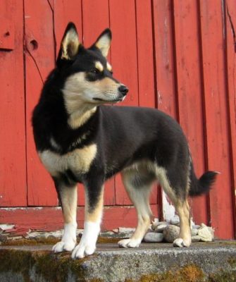 Lapponian Herder