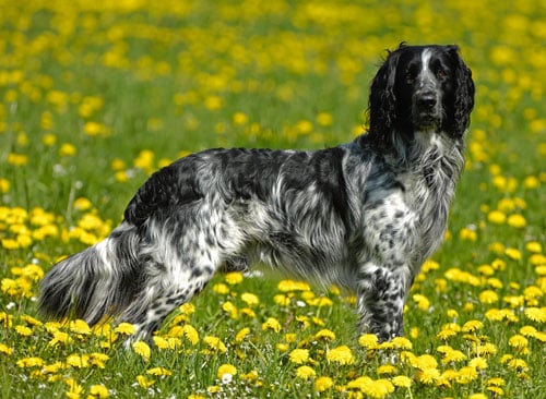 Великий Мюнстерлендер