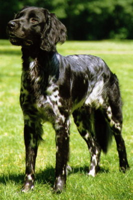 Large Münsterländer