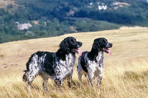 Large Münsterländer