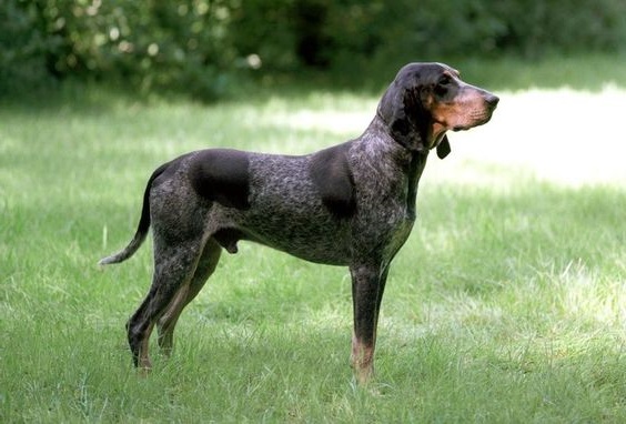 Люцернський Гончак