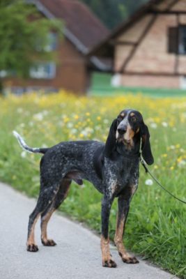 Lucerne Hound