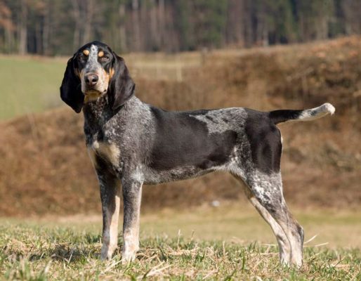 Lucerne Hound