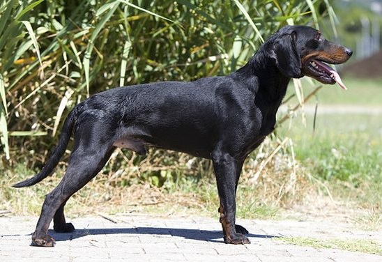 Чорногорський Гірський Гончак