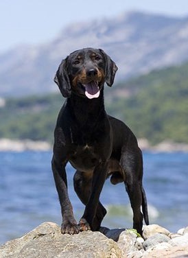 Montenegrin Mountain Hound