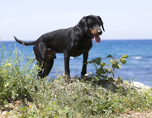 Montenegrin Mountain Hound