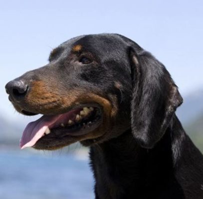 Montenegrin Mountain Hound