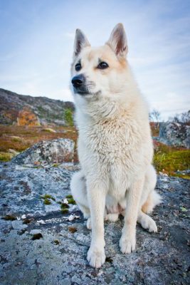 Norwegian Buhund