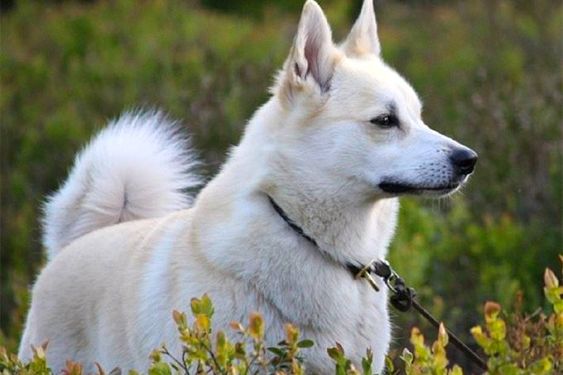 Norwegian Buhund