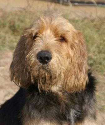 Otterhound