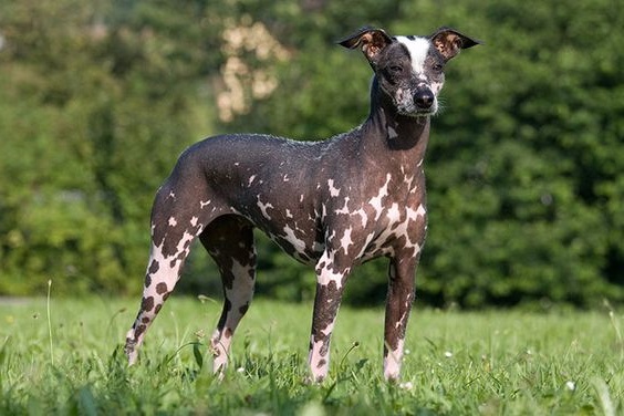 Перуанський Голий Собака