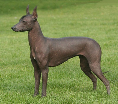 Peruvian Hairless Dog