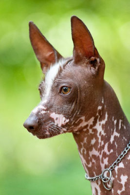 Peruvian Hairless Dog