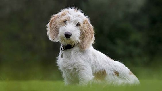 Petit Basset Griffon Vendéen